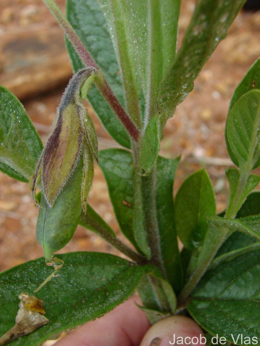 Crotalaria scabrella Wight & Arn.